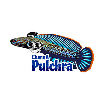 Blue channa fish isolated on a white background