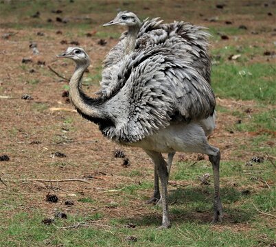 View of gray Emus birds standing on grassland and looking toward