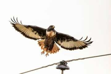 jackal buzzard in flight - obrazy, fototapety, plakaty