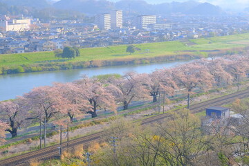 一目千本桜