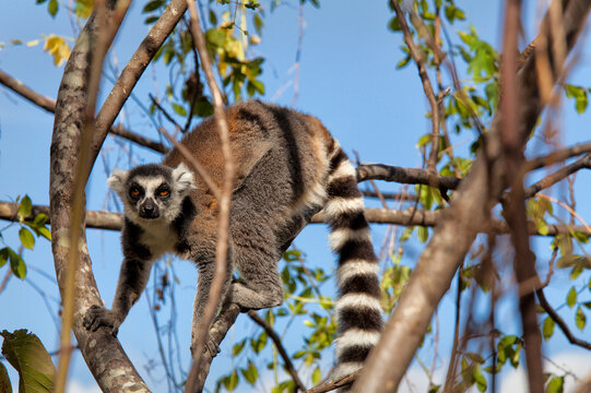 Ring tailed lemur, Isalo National Park, Isalo, Madagascar