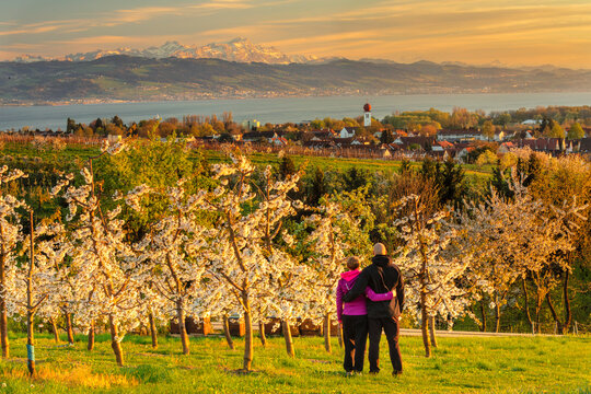 View over Kressbronn to Lake Constance and Swiss Alps with Santis, 2502m, Upper Swabia, Baden-Wurttemberg, Germany