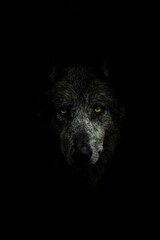 Face of a gray wolf in darkness