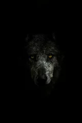 Tuinposter Face of a gray wolf in darkness © W S Foto/Wirestock Creators