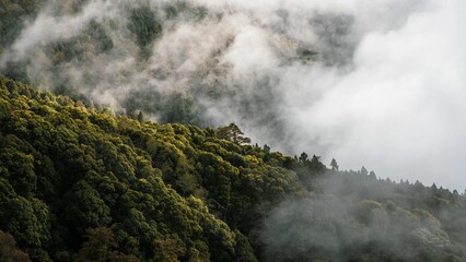 Beautiful shot of forest mountains in the fog
