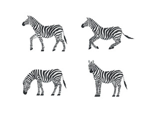 Set of zebra side view in different positions isolated on white background. Vector illustration of African zebras for poster about wild mammals.