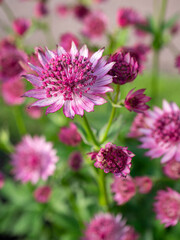 Astrantia major 'Roma', greater masterwort
