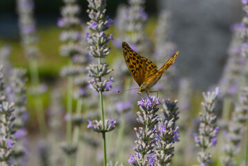Silver-washed Fritillary butterfly (Argynnis paphia) sitting on lavender in Zurich, Switzerland