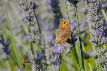 Meadow brown (maniola jurtina) butterfly with open wings perched on lavender in Zurich, Switzerland