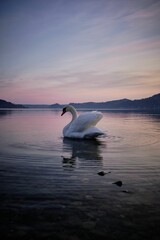Vertical shot of a white swan swimming in the water at sunset © Federico Moretti/Wirestock Creators