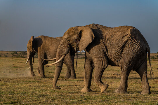 African elephants (Loxodonta), Oi Pejeta Natural Conservancy, Kenya