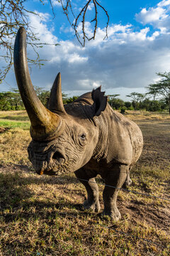 Black rhinoceros (hook-lipped rhinoceros) (Diceros bicornis), Oi Pejeta Natural Conservancy, Kenya