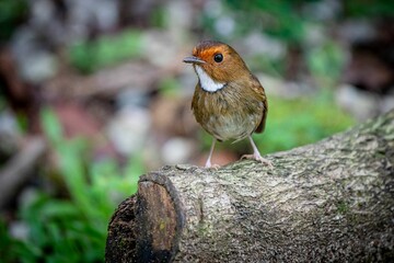Close-up shot of a European pied flycatcher on a tree log