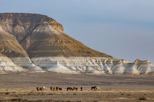 Wild horses grazing in front of Sor Tuzbair, a solonchak (salt marsh), Mangystau, Kazakhstan