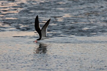 Black swimmer bird catching prey over water surface