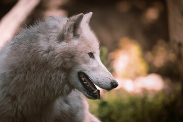 Closeup shot of a large white wolf looking aside with an open mouth