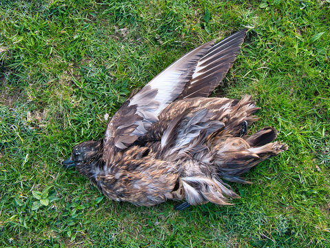 A dead great skua, also known as a bonxie, in a field in southern Shetland, UK.