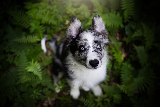 amazing blue merle border collie puppy in the forest photography 