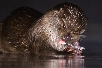 Close-up view of a sea otter winking with a dark background