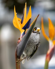 Closeup of noisy miner bird perching on flower in blurred background