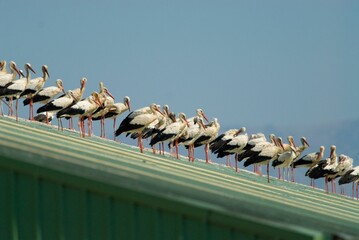 White storks gathered on a roof in Extremadura, Spain