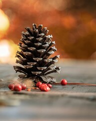 Vertical shot of pine cone isolated in blurred background