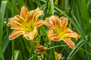 Fototapeta premium Peach hybrid daylilies closeup