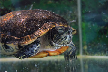 Portrait of yellow eared slider aquatic turtle