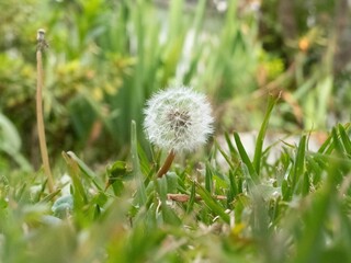 Shallow focus shot of a Common Dandelion flower with green plants