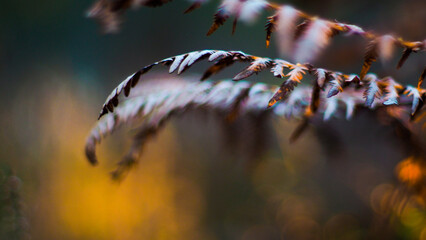 Fougères sauvages, à l'aspect flétri, dans la forêt des Landes de Gascogne