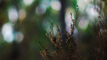 Macro de bruyères sauvages, et d'autres petites plantes, au sein de la forêt des Landes de Gascogne