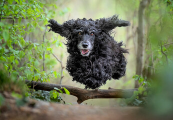 Black Cocker Spaniel dog running and jumping over a stick in the woods, Italy