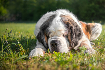 Saint Bernard dog breed lying on the grass at sunrise, Italy