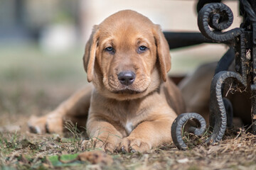 Brown Broholmer dog breed puppy lying on ground and looking into camera, Italy