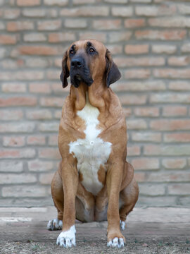 Brown Broholmer dog with a white spot on his chest sitting with a brick wall in the background, Italy