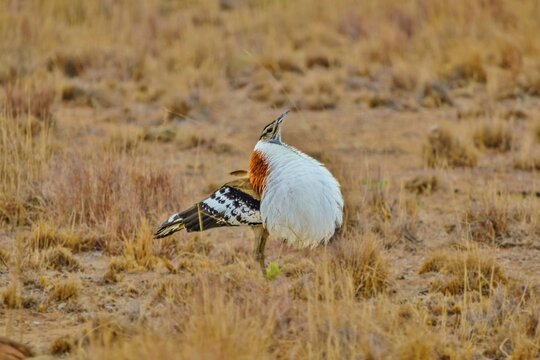 Male Denham's Bustard (Neotis denham) performing the Lek courtship display, puffing up his chest feathers to attract females, Limpopo, South Africa