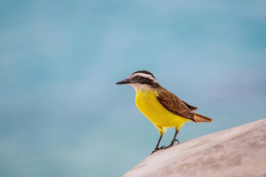 Great Kiskadee (Pitangus Sulphuratus), introduced to Bermuda in 1957 to try to control the Anole lizard, Bermuda, Atlantic
