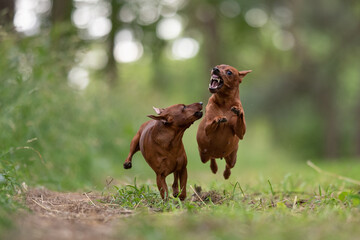 Two miniature pinscher dogs playing and fighting. Sharp teeth. Aggressive dogs.