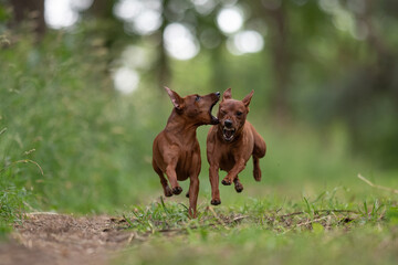 Two miniature pinscher dogs playing and fighting. Sharp teeth. Aggressive dogs.