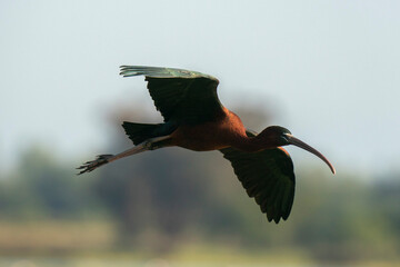 Glossy ibis (Plegadis falcinellus) in flight, Donana National and Natural Park, Andalusia, Spain