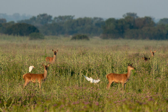 Red deer (Cervus elaphus hispanicus), Donana National and Natural Park, Andalusia, Spain