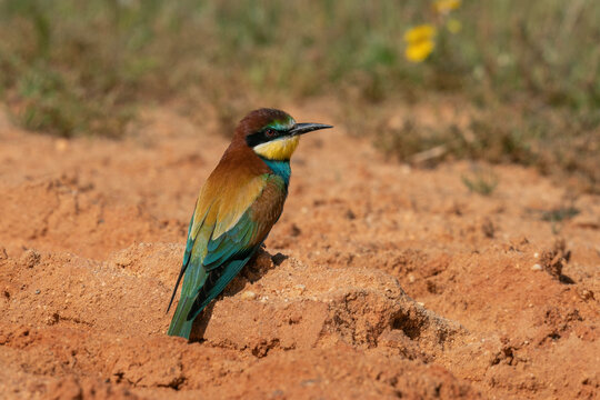 European Bee-eater (Merops apiaster), Donana National and Natural Park, Andalusia, Spain