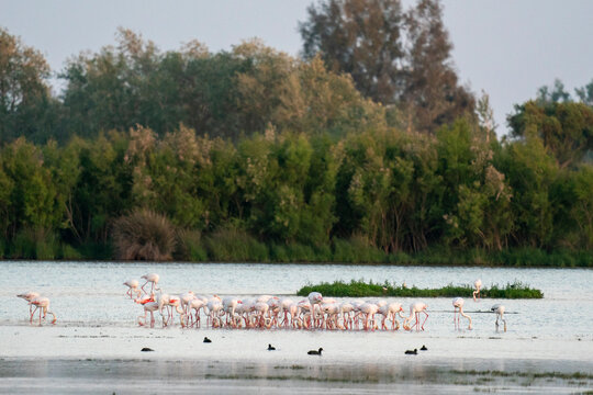 Great Flamingos (Phoenicopterus roseus), El Rocio, Donana National and Natural Park, Andalusia, Spain