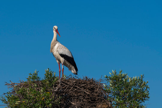 White Stork (Ciconia ciconia), Donana National and Natural Park, Andalusia, Spain