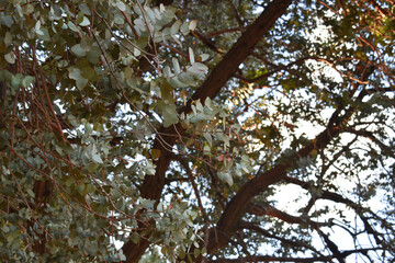 a huge eucalyptus tree with its branches and leaves