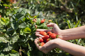 hands with fresh strawberries collected