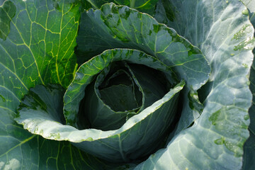 Fresh young cabbage close-up. Organic cabbage from the farm. Growing healthy vegetables. A head of cabbage.