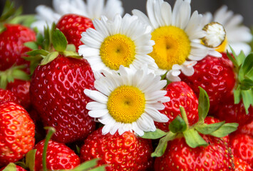 Ripe strawberries and chamomile flowers close-up. Summer mood