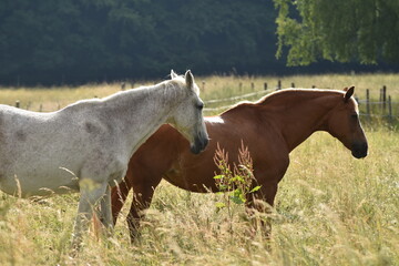 Fototapeta premium Pferde auf der Weide