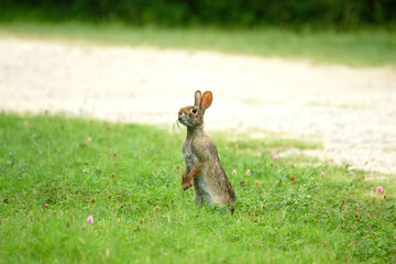 Wild rabbit